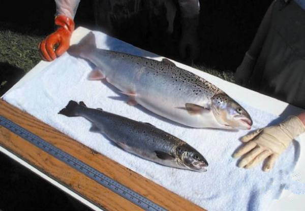 美國(guó)為何要率先吃轉(zhuǎn)基因動(dòng)物？