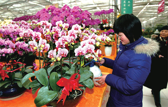 春節(jié)即將來(lái)臨，蝴蝶蘭依舊是節(jié)日花卉市場(chǎng)上最吸引眼球的品種，但銷(xiāo)量沒(méi)有去年同期好