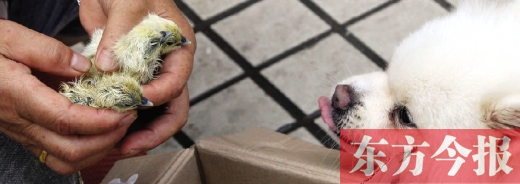 彭女士從老家?guī)淼拿u蛋，應(yīng)該屬于“活胎毛蛋”