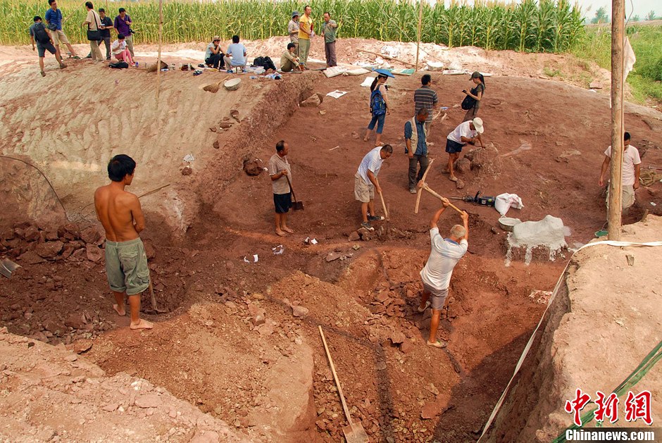 恐龍化石發(fā)掘現(xiàn)場(chǎng)。 恐龍化石發(fā)掘現(xiàn)場(chǎng)。