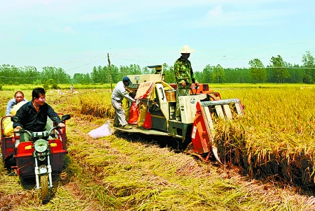 8月25日，農(nóng)機(jī)手在固始縣泉河鄉(xiāng)王樓村稻田里開始機(jī)收水稻。