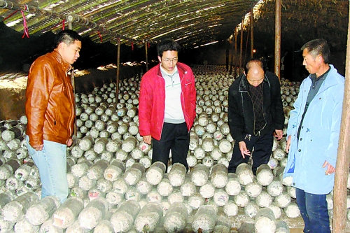 張泉鑫（左二）指導食用菌種植戶解決技術難題。