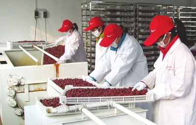 雖是寒冬，內(nèi)黃紅棗加工生產(chǎn)依然熱火朝天。