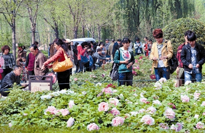  清明小長假期間，隋唐城遺址植物園內(nèi)游人如織