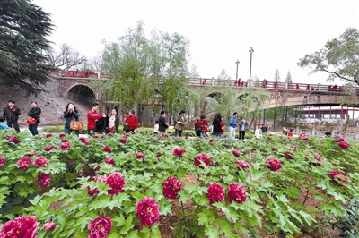 在王城公園橋北新開辟的甘棠洲牡丹觀賞區(qū)內(nèi)，霓虹煥彩、晨紅等品種牡丹盛開，給來自海內(nèi)外的賞花游客帶來驚