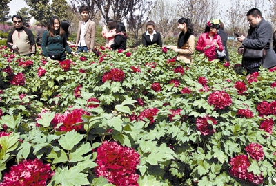 　 5日，國際牡丹園開園迎賓，連日來，慕名而來賞花踏青的游客絡(luò)繹不絕