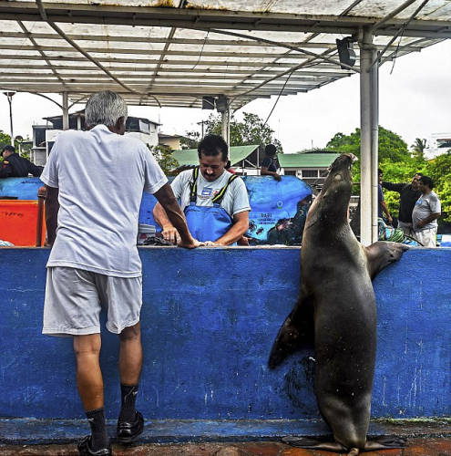 海獅變魚攤?？?排隊(duì)“購買”金槍魚