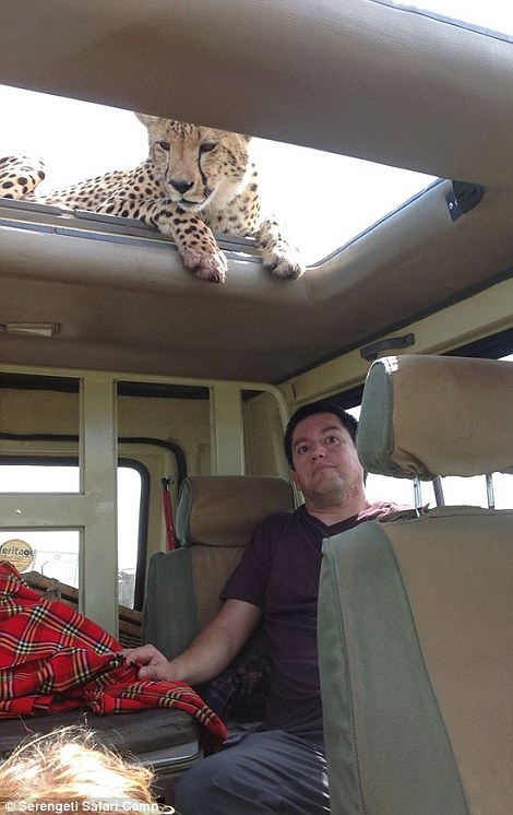 四目相對(duì) 獵豹車頂天窗伸頭凝視旅客