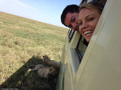 四目相對(duì) 獵豹車頂天窗伸頭凝視旅客
