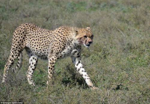 四目相對(duì) 獵豹車頂天窗伸頭凝視旅客