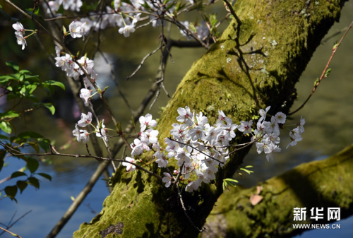 莫負(fù)人間四月天 莫負(fù)人間四月天