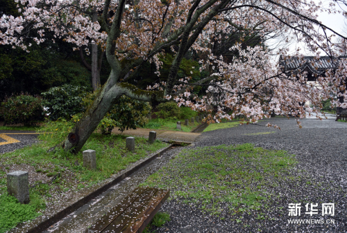 莫負(fù)人間四月天 莫負(fù)人間四月天