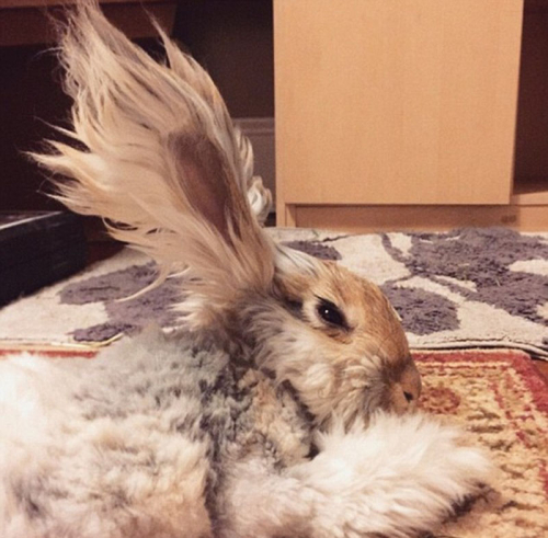 美國小兔可愛招風耳走紅網(wǎng)絡(luò) 美國小兔可愛招風耳走紅網(wǎng)絡(luò)