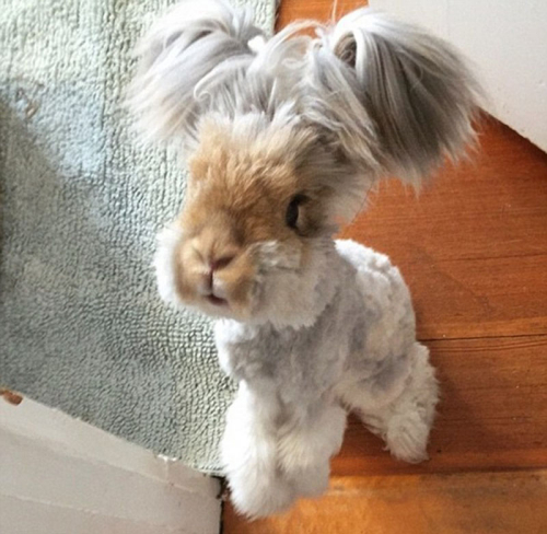 美國小兔可愛招風耳走紅網(wǎng)絡(luò) 美國小兔可愛招風耳走紅網(wǎng)絡(luò)