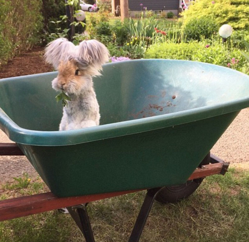 美國小兔可愛招風耳走紅網(wǎng)絡(luò) 美國小兔可愛招風耳走紅網(wǎng)絡(luò)