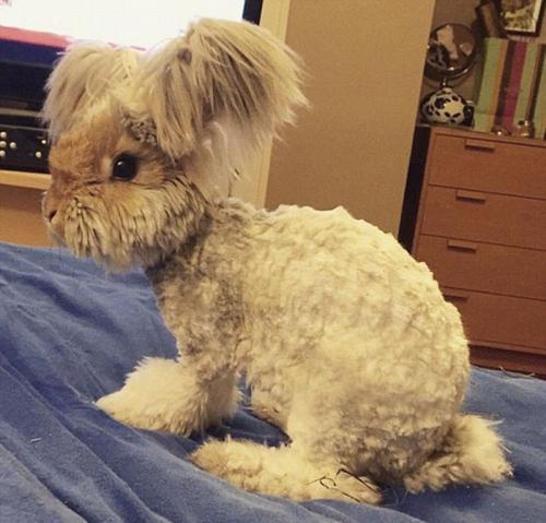 美國小兔可愛招風耳走紅網(wǎng)絡(luò) 美國小兔可愛招風耳走紅網(wǎng)絡(luò)