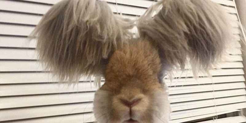 美國小兔可愛招風耳走紅網(wǎng)絡(luò) 美國小兔可愛招風耳走紅網(wǎng)絡(luò)