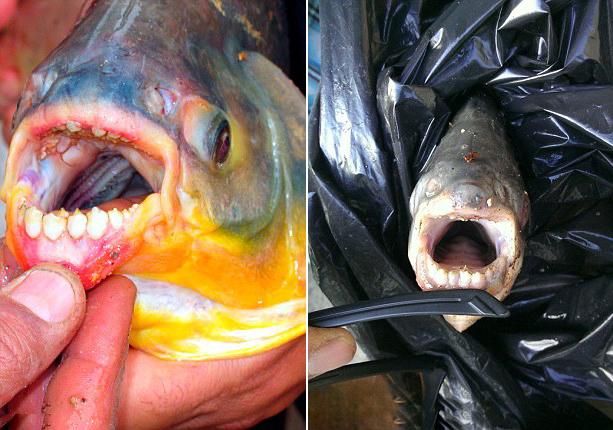 美男子湖中釣到食人魚 偏愛(ài)吃男性睪丸 美男子湖中釣到食人魚 偏愛(ài)吃男性睪丸