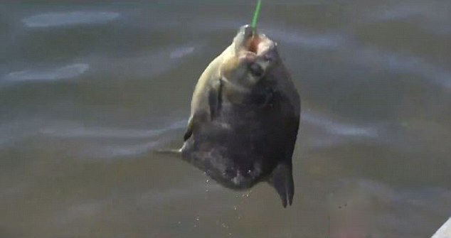 美男子湖中釣到食人魚 偏愛(ài)吃男性睪丸 美男子湖中釣到食人魚 偏愛(ài)吃男性睪丸