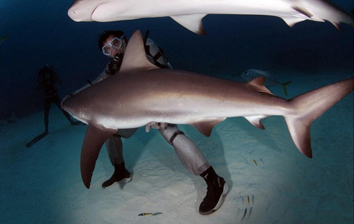 潛水員水下愛撫巨鯊將其催眠 潛水員水下愛撫巨鯊將其催眠