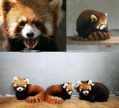 網(wǎng)友猜測三只小浣熊寓意歐弟老婆懷孕。