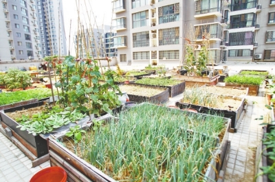  小區(qū)3層商鋪的樓頂是個大平臺，個人圍起來的“小菜園”約有50多個。