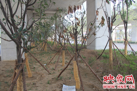北三環(huán)經(jīng)三路橋下種的樹木有的葉子已經(jīng)干枯。