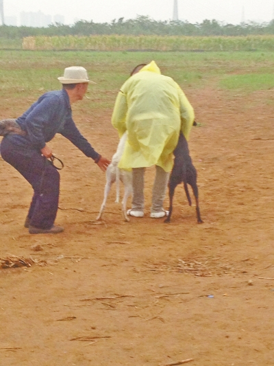 上場前，狗主人進(jìn)場撫摸自己的愛犬，給它打氣加油。
