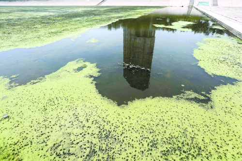 幾近干涸、臭氣熏天、長滿水草的東風(fēng)渠，已不見往日容顏　 記者 侯建勛/攝