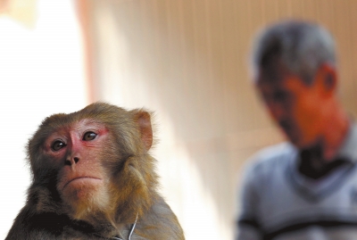 落寞的楊林貴和回到猴舍神色憂(yōu)傷的猴子