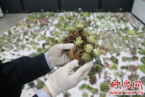 這些被截獲的多肉植物郵件面單上的品名大多申報為“禮物”、“衣服”等，屬于瞞報行為。