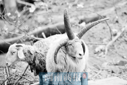 “咩……我的原主人說(shuō)，他養(yǎng)了一輩子羊，也沒(méi)見(jiàn)過(guò)我這種情況”