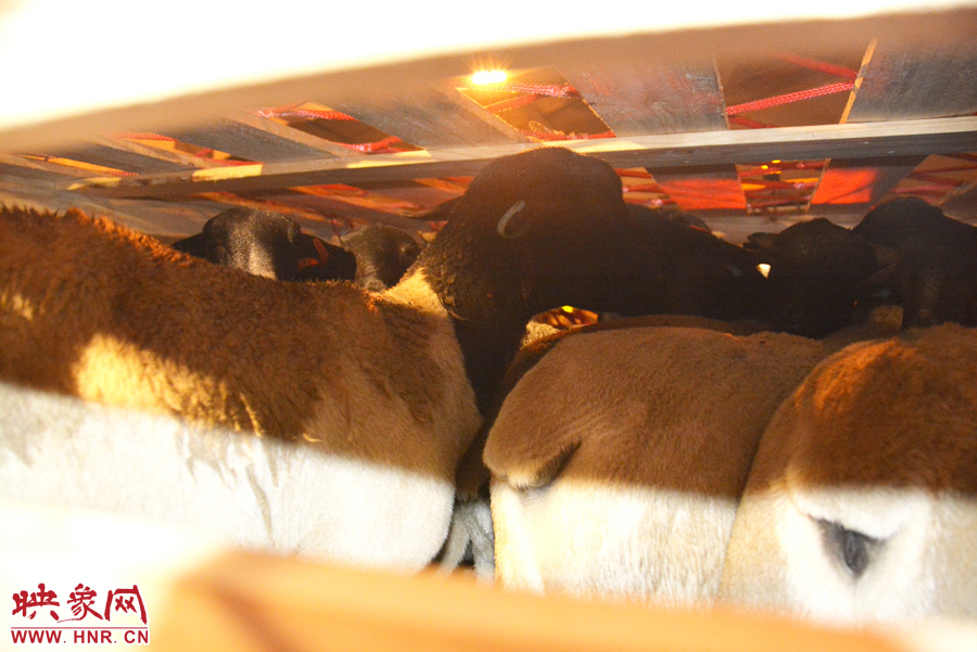 千只澳大利亞種羊“打飛的”落戶河南 創(chuàng)國(guó)內(nèi)多個(gè)第一 千只澳大利亞種羊“打飛的”落戶河南 創(chuàng)國(guó)內(nèi)多個(gè)第一