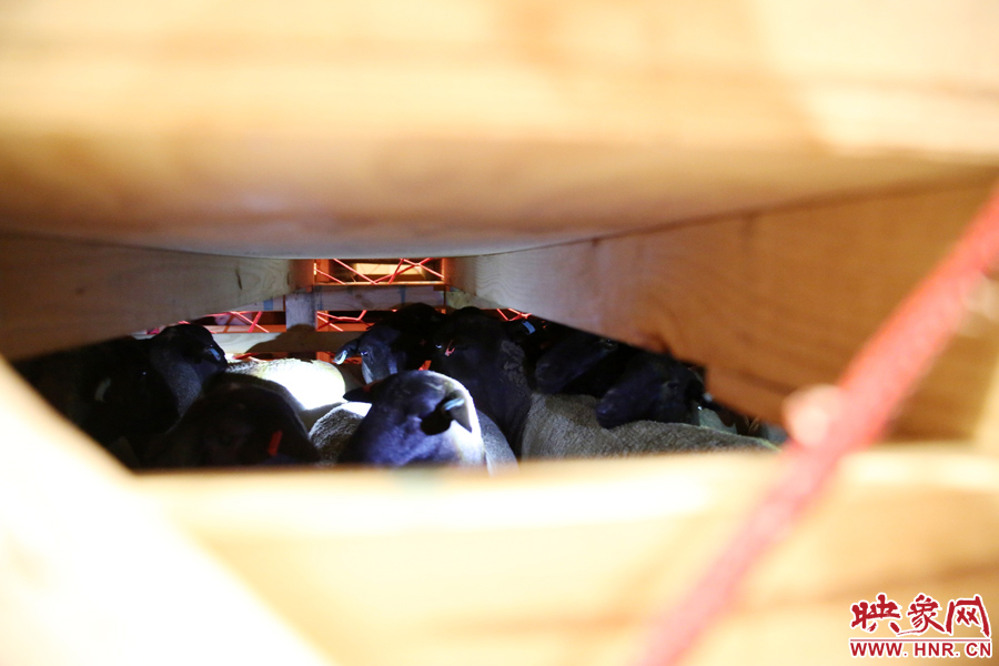 千只澳大利亞種羊“打飛的”落戶河南 創(chuàng)國(guó)內(nèi)多個(gè)第一 千只澳大利亞種羊“打飛的”落戶河南 創(chuàng)國(guó)內(nèi)多個(gè)第一