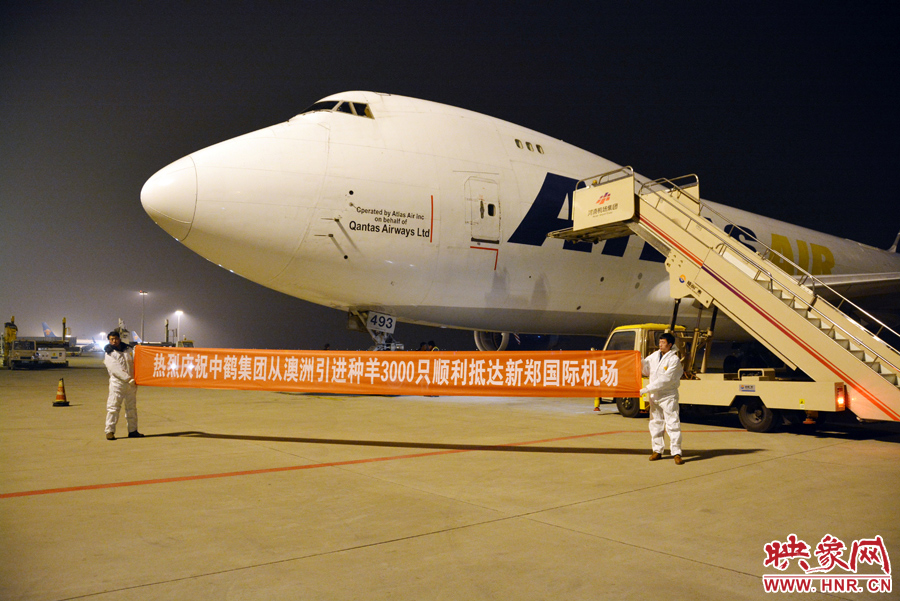 千只澳大利亞種羊“打飛的”落戶河南 創(chuàng)國(guó)內(nèi)多個(gè)第一 千只澳大利亞種羊“打飛的”落戶河南 創(chuàng)國(guó)內(nèi)多個(gè)第一