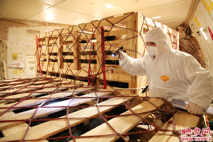 千只澳大利亞種羊“打飛的”落戶河南 創(chuàng)國(guó)內(nèi)多個(gè)第一 千只澳大利亞種羊“打飛的”落戶河南 創(chuàng)國(guó)內(nèi)多個(gè)第一