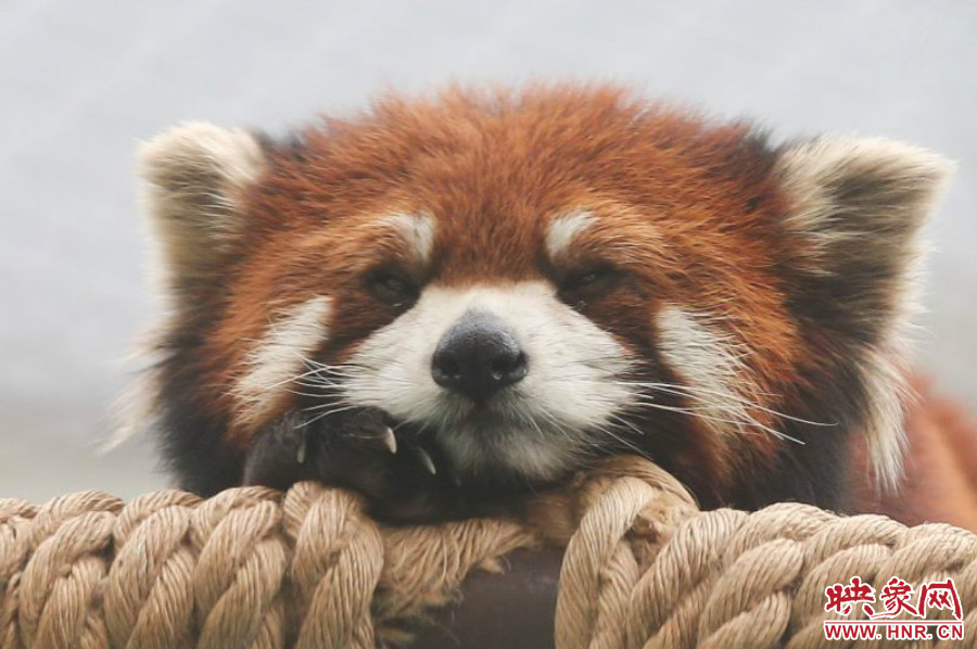 小熊貓在世界各動物園中是相當(dāng)受歡迎的動物。