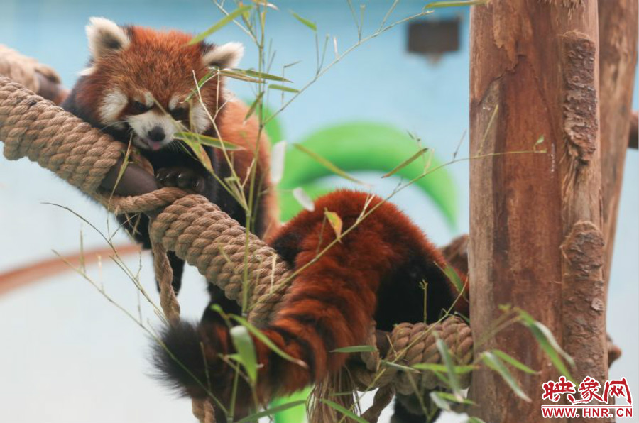 憨態(tài)可掬的小熊貓備受小朋友們的喜愛。