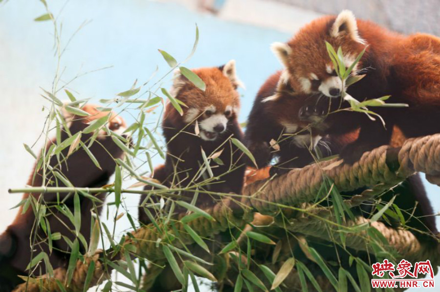 18只小熊貓正在進(jìn)食。