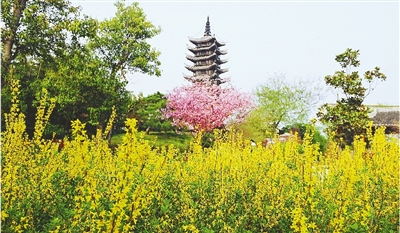 綠博園盛開的鮮花“期待”和市民“約會”。