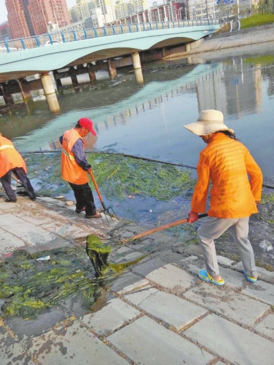 每天出動六十人次進行打撈，也難以遏制綠藻蔓延。