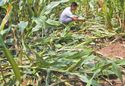 甕峪村一莊稼地，被野豬糟蹋的玉米。