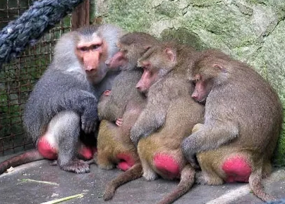 強(qiáng)冷空氣+雨 鄭州終于要下雪了！最低氣溫-6℃！