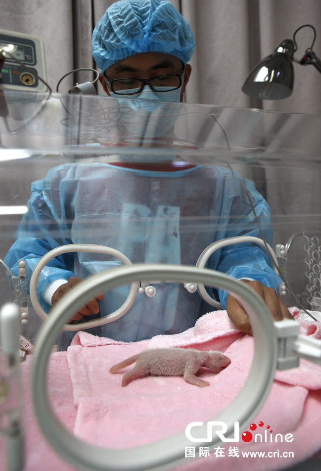 2013年7月11日，成都大熊貓繁育研究基地月亮產房，工作人員在照顧新生大熊貓寶寶。