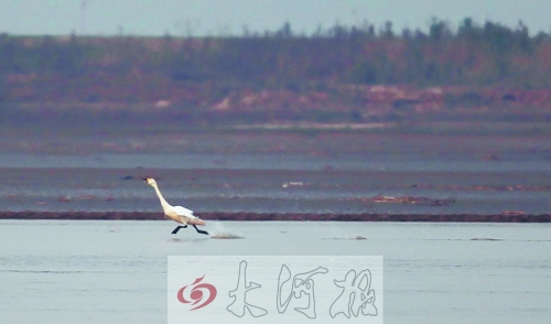 “凌波微步” “凌波微步”