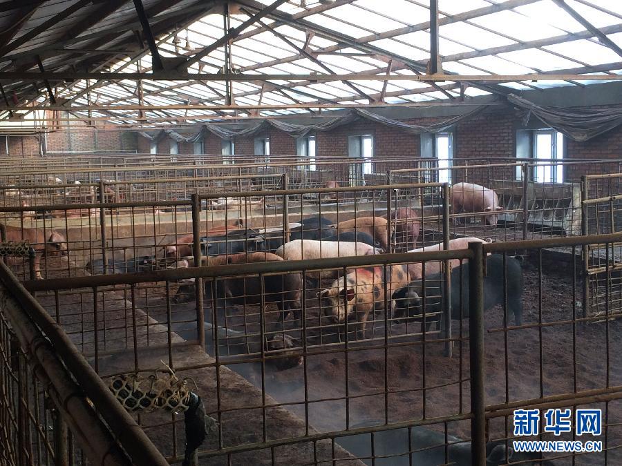 穗豐園里的豬舍（2013年12月8日攝）。新華社記者 程子龍 攝