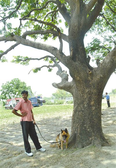 兩名少女在這棵樹上被吊死。