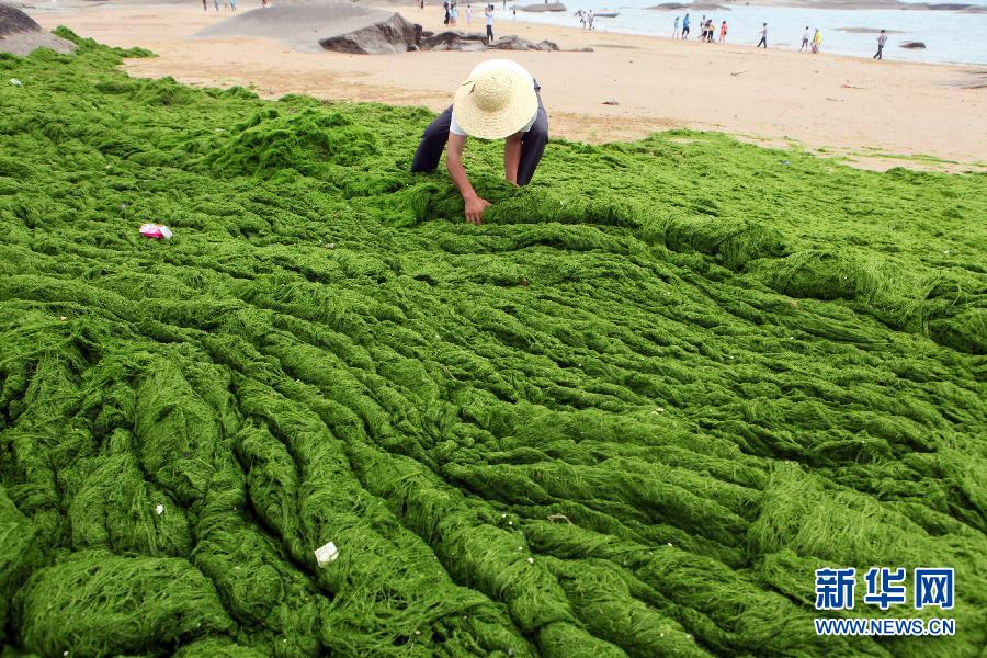 6月10日，山東日照市萬平口景區(qū)管理部門組織工作人員在清理海灘上的滸苔。