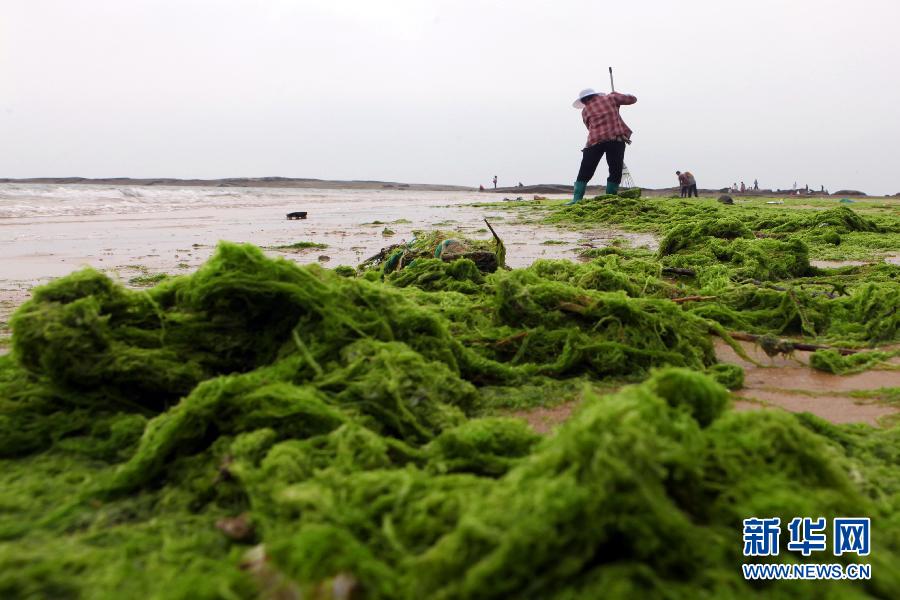 6月10日，山東日照市萬平口景區(qū)管理部門組織工作人員在清理海灘上的滸苔。
