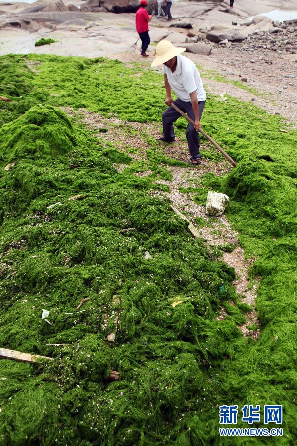 6月10日，山東日照市萬平口景區(qū)管理部門組織工作人員在清理海灘上的滸苔。